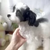 マルプー(トイプードル×マルチーズ)【福岡県・女の子・2025年5月26日・パーティ】の写真5