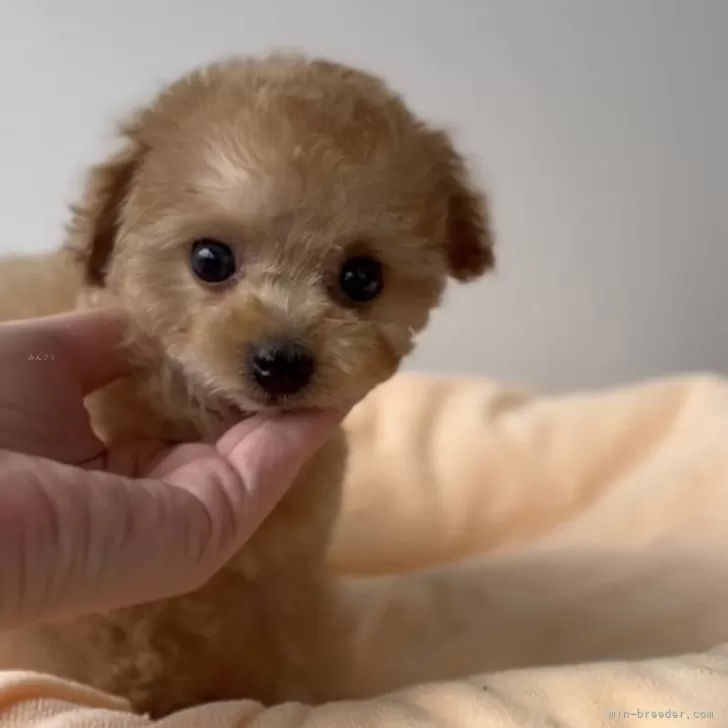 ID：2502-01401の子犬