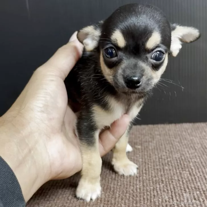 チワワ(スムース)【福岡県・男の子・2025年8月26日・ブラックタン】の写真1