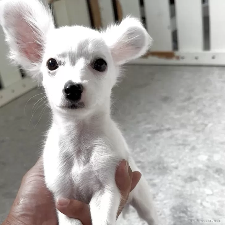 ID:2508-06377の子犬