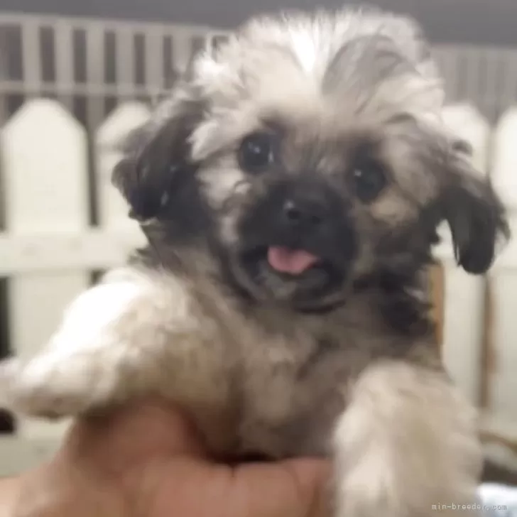 ID：2509-06422の子犬