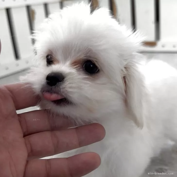 ID：2508-00468の子犬
