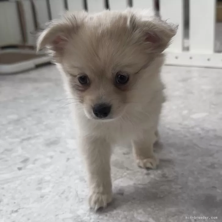 T.M 様のお迎えした子犬