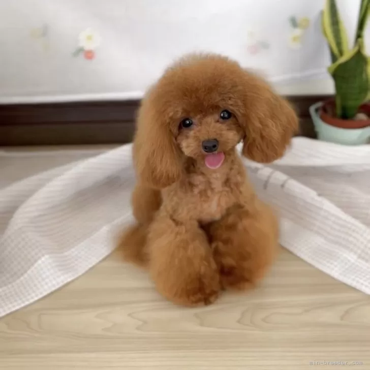 JUDGEパパ 様のお迎えした子犬