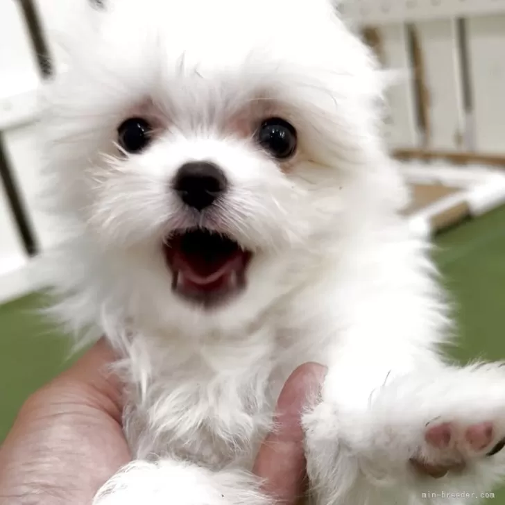 ねね 様のお迎えした子犬