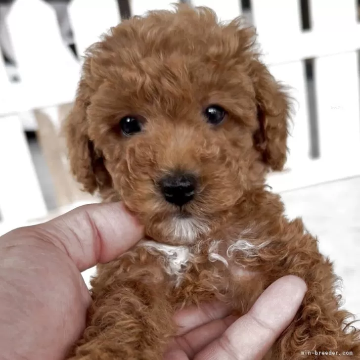 ID：2505-02704の子犬