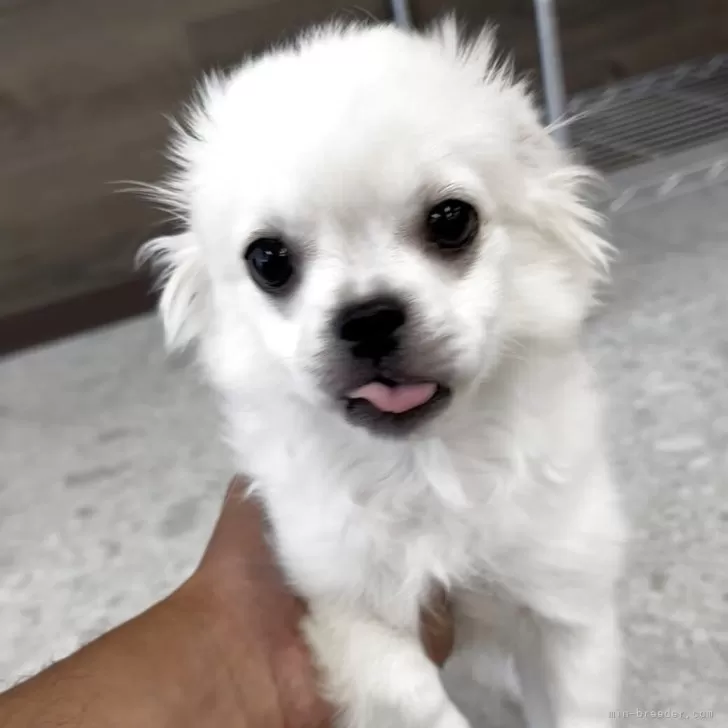 ID:2504-03707の子犬