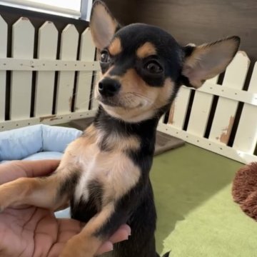 チワワ(スムース)【福岡県・女の子・2025年8月26日・ブラックタン】の写真「とっても可愛いスムースちゃんです♪」