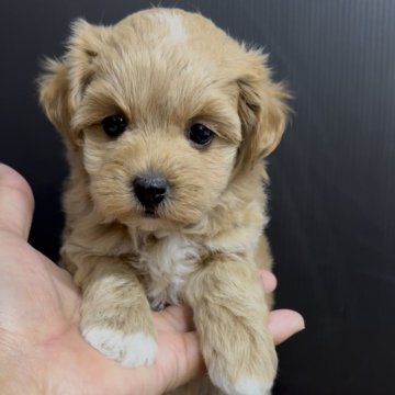 マルプー(マルチーズ×トイプードル)【福岡県・女の子・2025年10月23日・アプリ】の写真「とっても可愛いマルプーちゃんです♪」