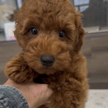 トイプードル(トイ)【福岡県・男の子・2025年8月7日・レッド】の写真「とっても可愛いトイプードルくんです」