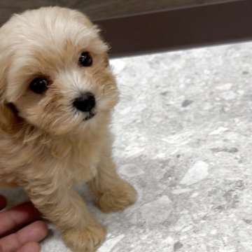 マルプー(マルチーズ×トイプードル)【福岡県・女の子・2025年8月15日・アプリ】の写真「とっても可愛いマルプーちゃんです♪」