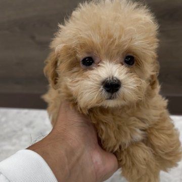 マルプー(トイプードル×マルチーズ)【福岡県・男の子・2025年8月20日・アプリ】の写真「とっても可愛いマルプーくんです♪」