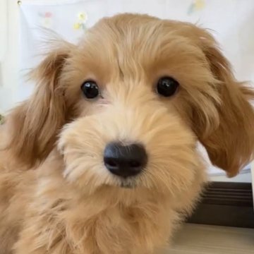 マルプー(トイプードル×マルチーズ)【福岡県・女の子・2025年8月13日・アプリ】の写真「とっても可愛いマルプーちゃんです♪」