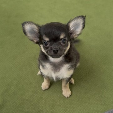 チワワ(ロング)【福岡県・女の子・2025年9月22日・ブラック&ホワイト】の写真「とっても可愛いチワワちゃんです♪」