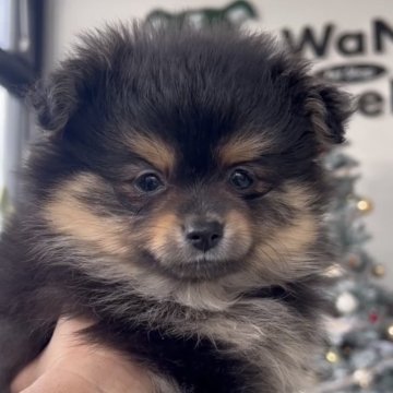 ポメラニアン【福岡県・男の子・2025年10月13日・ブラックタン】の写真「とっても可愛いポメラニアンくんです♪」