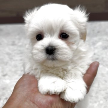 ミックス(マルチーズ×ペキニーズ)【福岡県・女の子・2025年10月1日・クリーム】の写真「とっても可愛いマルペキちゃんです♪」