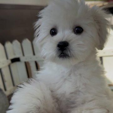 ペキプー(トイプードル×ペキニーズ)【福岡県・男の子・2025年8月12日・クリーム】の写真「クリスマス🎄ペキプーくん♪見学お待ちしてます♪」