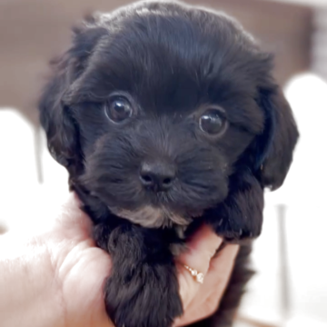 マルプー(マルチーズ×トイプードル)【福岡県・女の子・2025年9月19日・ブラック】の写真「とっても可愛いマルプーくんです♪」