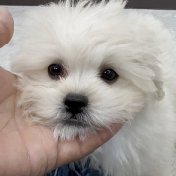 ペキプー(トイプードル×ペキニーズ)【福岡県・男の子・2025年8月12日・クリーム】の写真「とっても可愛いペキプーくんです♪」