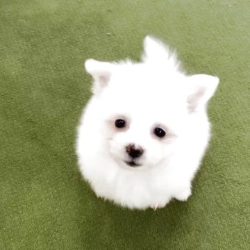 ポメマル(マルチーズ×ポメラニアン)【福岡県・女の子・2025年10月27日・ホワイト】の写真「とっても可愛いポメマルです♪」