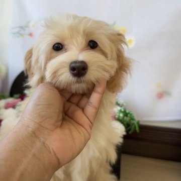 マルプー(トイプードル×マルチーズ)【福岡県・女の子・2025年8月14日・アプリ】の写真「とっても可愛いマルプーちゃんです♪」