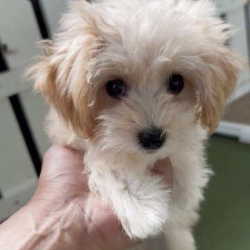 マルプー(マルチーズ×トイプードル)【福岡県・女の子・2025年5月23日・アプリ】の写真「とっても可愛いマルプーちゃんです♪」