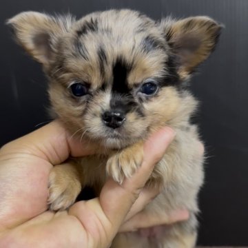 チワワ(ロング)【福岡県・女の子・2025年10月27日・ブルーマール】の写真「とっても可愛いチワワちゃんです♪」