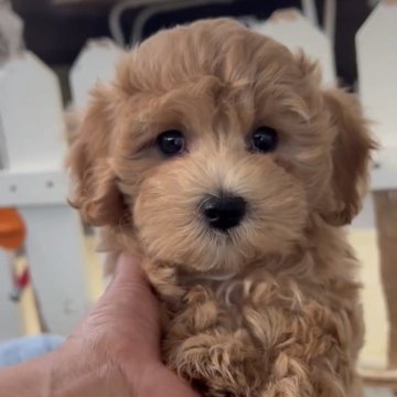 マルプー(マルチーズ×トイプードル)【福岡県・女の子・2025年10月1日・アプリ】の写真「とっても可愛いマルプーちゃんです♪」