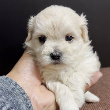 ミックス(マルチーズ×マルペキ)【福岡県・男の子・2025年10月1日・クリーム】の写真「とっても可愛いマルペキくんです♪」