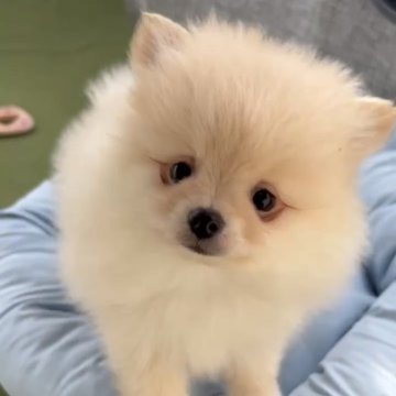 ポメラニアン【福岡県・男の子・2025年10月13日・クリーム】の写真「とっても可愛いポメラニアンくんです♪」