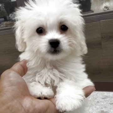 ペキプー(トイプードル×ペキニーズ)【福岡県・男の子・2025年8月12日・クリーム】の写真「とっても可愛いペキプーくんです♪」