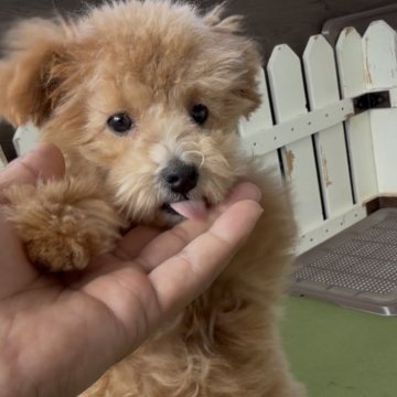 トイプードル(タイニー)【福岡県・男の子・2025年8月16日・アプリ】の写真「とっても可愛いトイプーくんです♪」