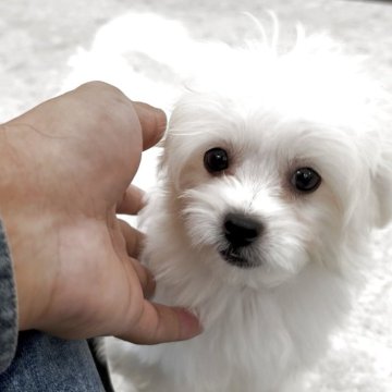 ペキプー(トイプードル×ペキニーズ)【福岡県・男の子・2025年8月12日・クリーム】の写真「とっても可愛いペキプーくんです♪」