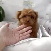 ティーカッププードル