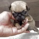 パグ
