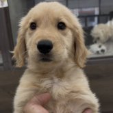 ゴールデンレトリバー