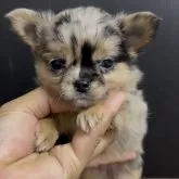 チワワ(ロング)