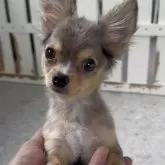 チワワ(ロング)