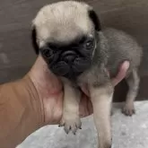 パグ