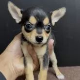 チワワ(スムース)