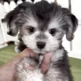 チワマル(マルチーズ×チワワ)【福岡県・男の子・2025年4月3日・ブラックアンドホワイト】の写真1