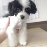 マルプー(トイプードル×マルチーズ)【福岡県・女の子・2025年5月26日・パーティ】の写真1