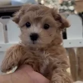 マルプー(マルチーズ×トイプードル)【福岡県・男の子・2025年9月19日・アプリ】の写真2