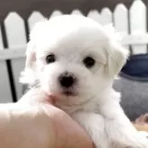 マルチーズ【福岡県・男の子・2025年2月27日・ホワイト】の写真2