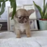 チワワ(ロング)【福岡県・男の子・2025年8月1日・フォーン】の写真2