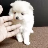 ポメラニアン【福岡県・男の子・2025年10月13日・クリーム】の写真3