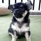 チワワ(ロング)【福岡県・女の子・2025年9月22日・ブラック&ホワイト】の写真3