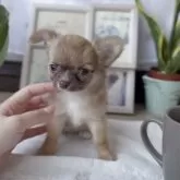 チワワ(ロング)【福岡県・男の子・2025年8月1日・フォーン】の写真3