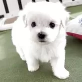 マルチーズ【福岡県・男の子・2025年2月27日・ホワイト】の写真3