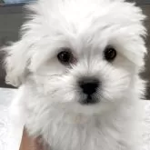 ペキプー(トイプードル×ペキニーズ)【福岡県・男の子・2025年8月12日・クリーム】の写真3